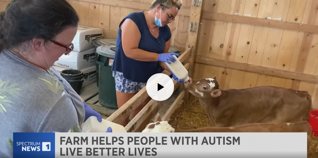 two women bottle feed baby calves with milk