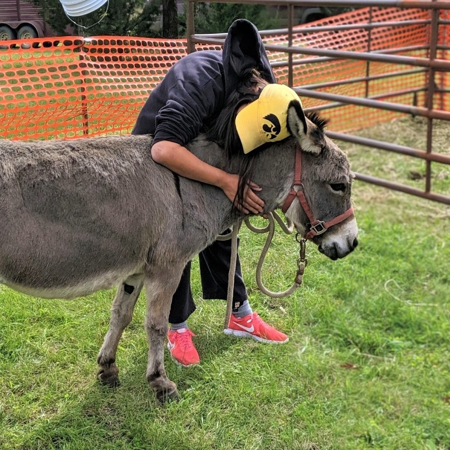 Donkey getting hugged
