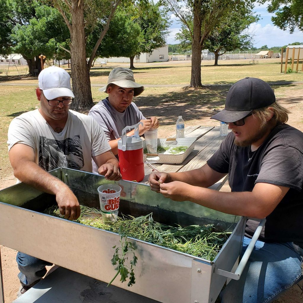 Growers picking kale