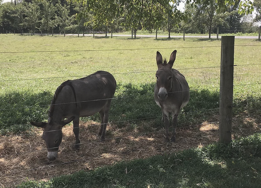 donkeys at Frog Hollow Farm
