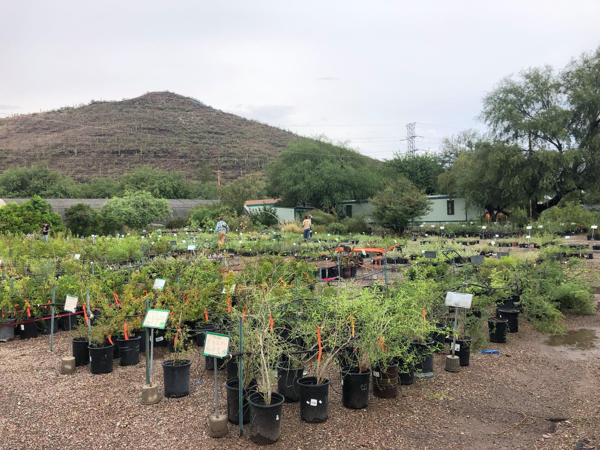 Desert Survivors plants