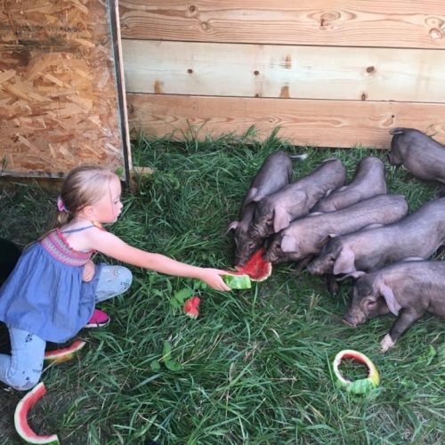 Kids with pigs