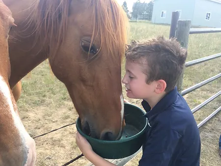 boy feeding horse