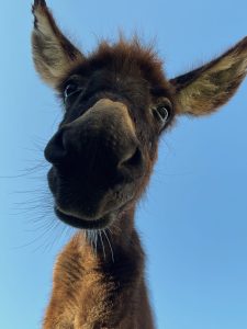 Close up photo of a donkey. The nose is so large it is hard to tell if it is a giraffe or donkey!