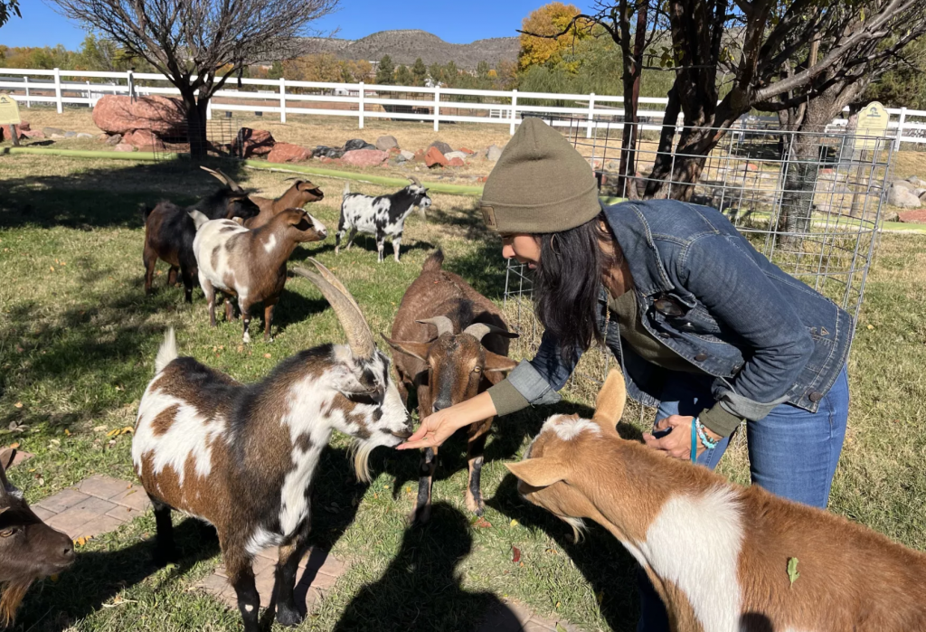 woman wearing a stocking hat is feeding goats in a field