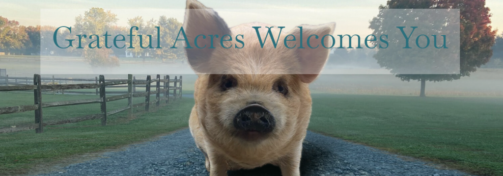 Grateful Acres Pig