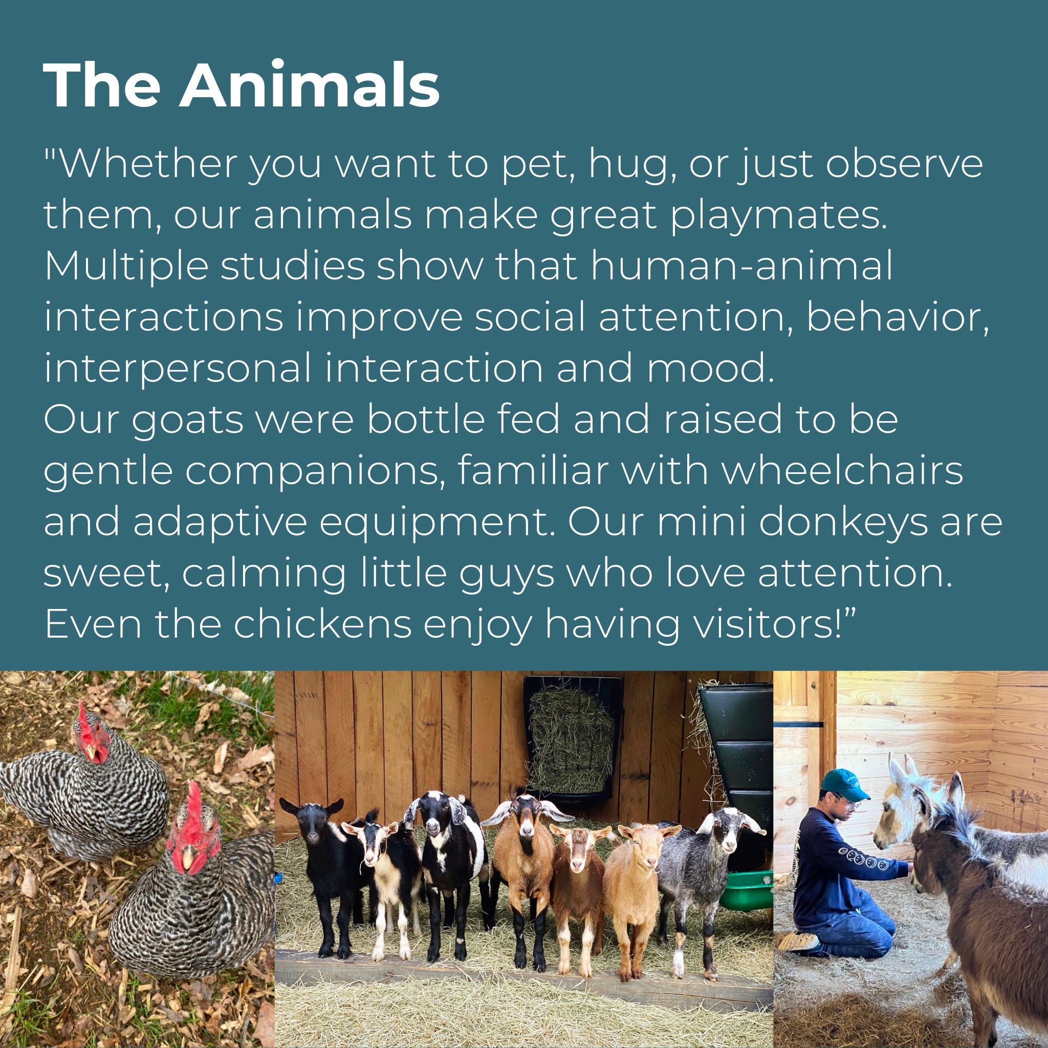 Animal infographic