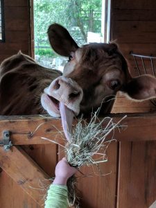 Cow-and-Hay-1