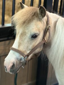 Red Barn Therapy White horse