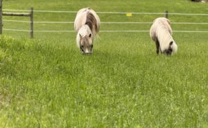 Red Barn Therapy Mini horses in pasture
