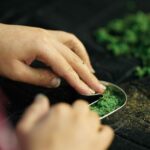 Hands planting seeds