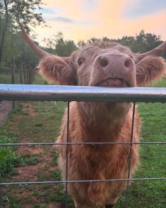 Cow resting chin on fence