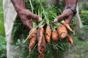 Garden time carrots