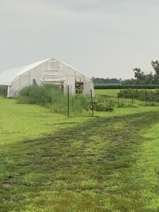 The high tunnel