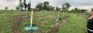 Growing an orchard